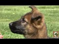 Kraftwerk K9 German Shepherd | Day 21 of Obedience 1