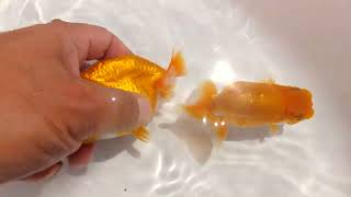 DSCF6161