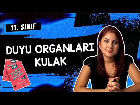 10) KULAK - DUYU ORGANLARI 2 | 11. SINIF | AYT BİYOLOJİ DERS NOTLARI | 2024