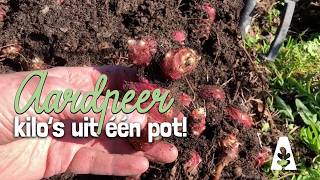 Aardpeer Kweken In Een Pot. Oogst, Larven En Lenteklussen In De Moestuin