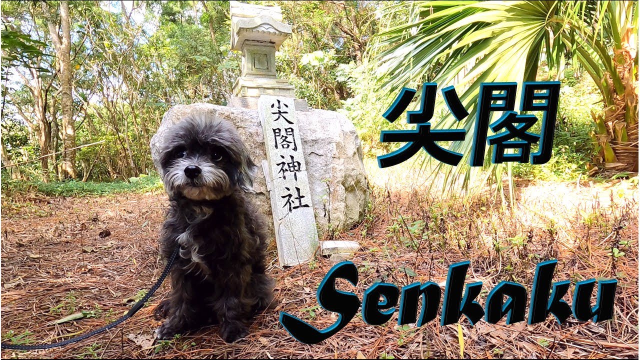 字幕4k 沖縄本島から石垣島に愛犬と旅行二日目 壊された尖閣神社は壊れない Youtube 字幕4k 沖縄本島から石垣島に愛犬と旅行二日目 壊された尖閣神社は壊れない Youtube