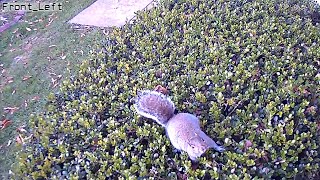 A squirrel readjusts my security camera