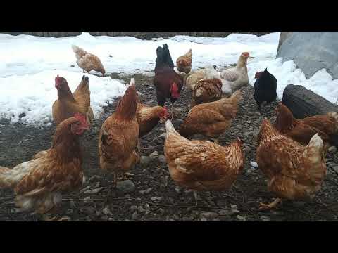 Video: Cum Să Construiești O Găină Caldă Pentru Iarnă Cu Propriile Mâini - Instrucțiuni Cu Fotografii și Videoclipuri