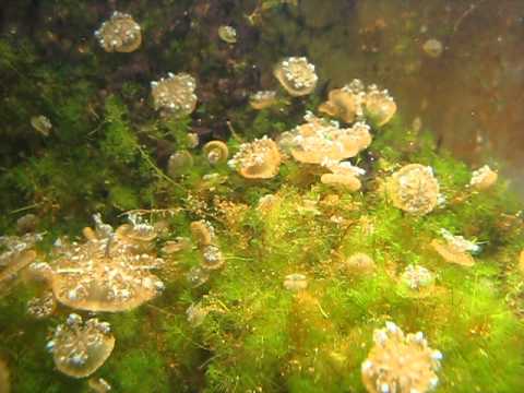 tank raised upside down
