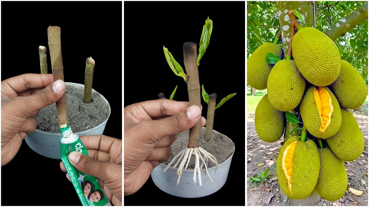 Growing jackfruit plant at home from stem | Simple gardening hack - YouTube