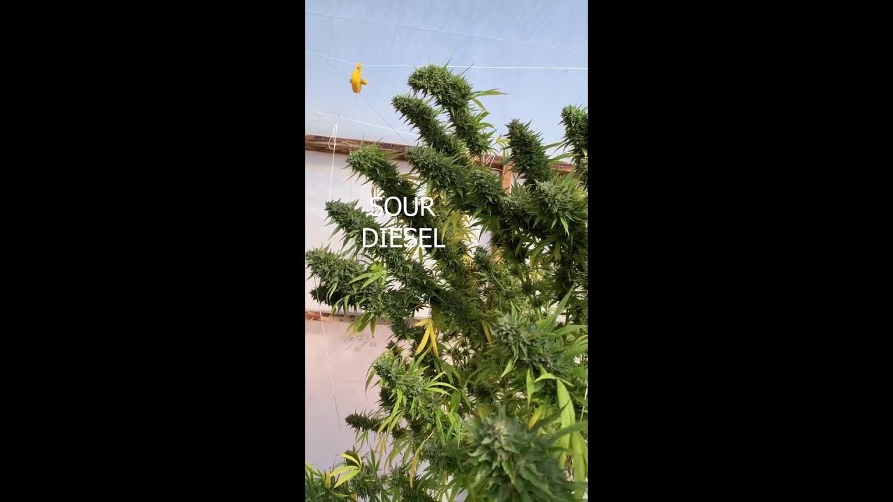 SOUR DIESEL AND SENSI STAR. My TATA'S Harem, is where I got my cuts from