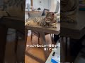 やっぱ机の上が落ち着くにゃあ！ #猫 #ねこ #ネコ #にゃんこ #ベンガル #ベンガル猫 #ベンガル子猫 #子猫 #とらねこ #cat #ペット #動物のいる暮らし #猫のいる生活