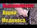 Мордовник шароголовый как медонос для пчел.Высаживаем корень на лугу Медонос для пчел и пчеловода.