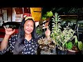 Plant Hunting in Loon| So many beautiful amazing rare plants.| Funny Hugot Lines sa Tajang Pass!