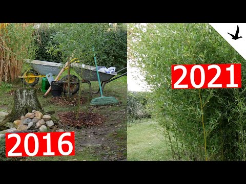 Video: Bambus bei warmem Wetter: Bambussorten für Gärten der Zone 9