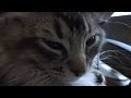 猫の椿くんの白いひげと黒いひげ - Cat's white and black whiskers -