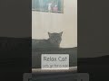#cat #car #dailyvlog