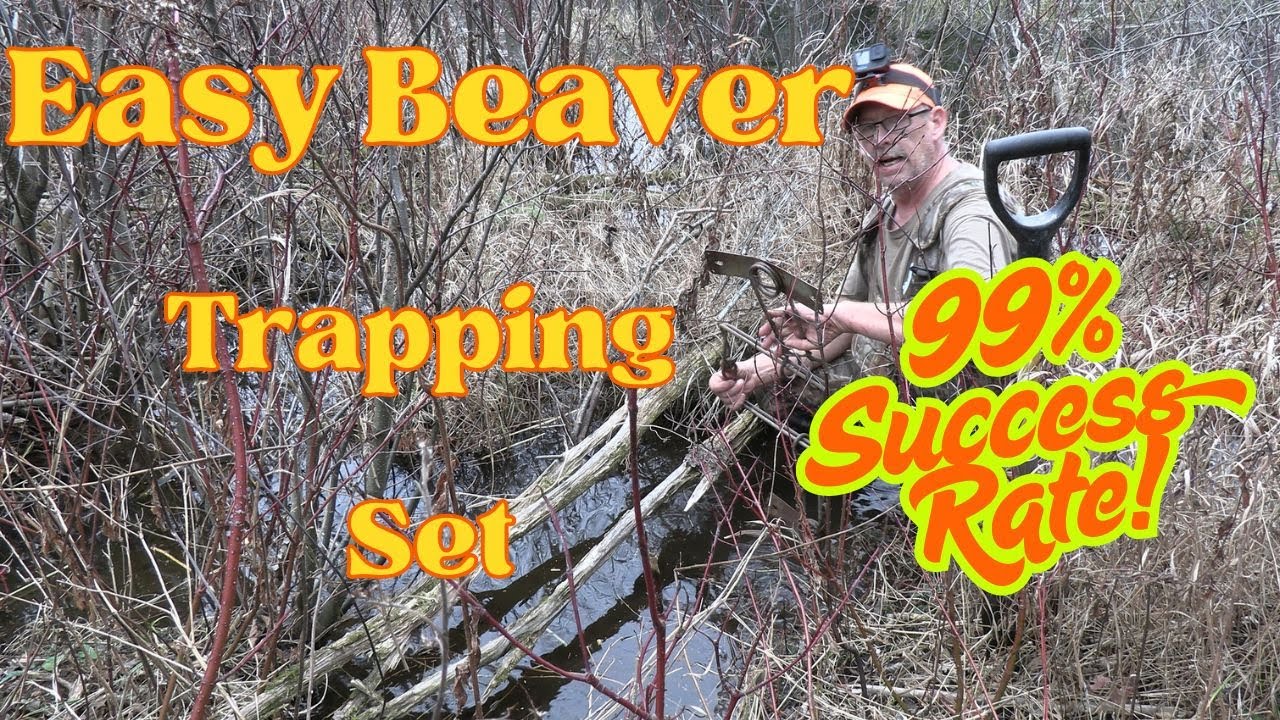 Trapping A Beaver Run 