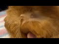 Giant blackhead on cat head