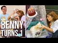 BENNY'S 1ST BIRTHDAY!! 🐶❤️ | Ashi Khanna
