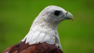 Eagle eating fish on a palm tree, \/Brahminy kite\/ red-backed sea-eagle