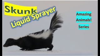 Skunk facts 🦨 related to polecats and other members of weasel family 🦨 closest to stink badgers 🦡