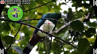 BERBURU ROMBONGAN BURUNG PERGAM JUMBO DI SPOT POHON BERINGIN 