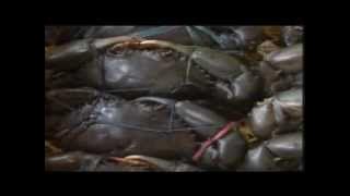 Rasane Seafood In Reportase Trans TV.flv