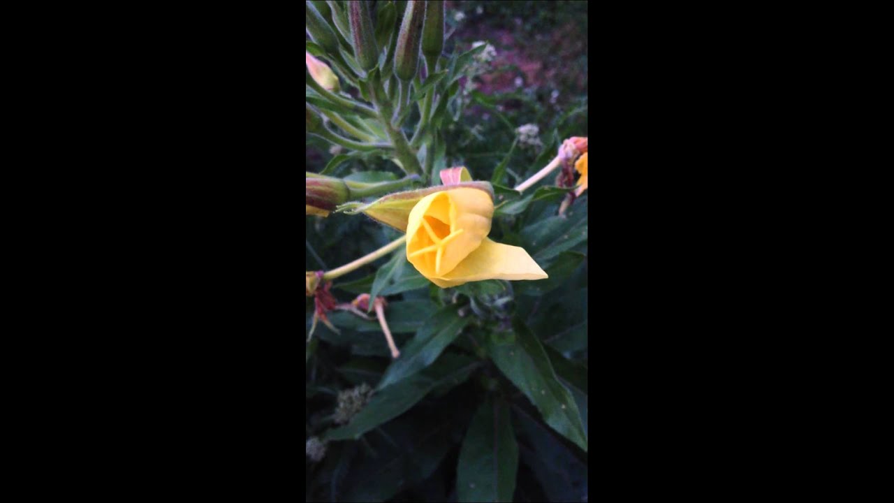 Primrose