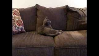 most boring cat video ever