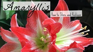 How To Store Amaryllis Bulbs & Getting Amaryllis to Rebloom! screenshot 3