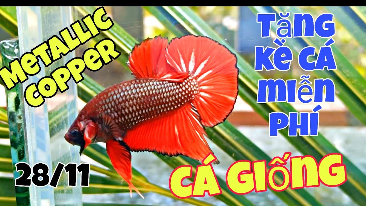 Đợt cá Betta Sale Cuối Tháng 11 | Trống + Mái đầy đủ - Metallic, Muticorlor, Galaxy, Giant...