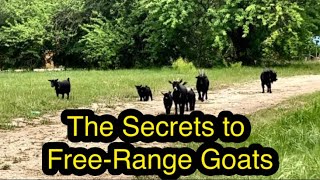 The Secrets to Free-Ranging Goats (HOLISTIC GOAT CARE)