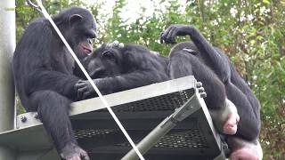 Oct 2019 Tama zoo chimps #2.1
