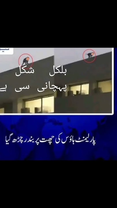 monkey-go-on-the-top-of-parliament-house-of-pakistan-islamabad