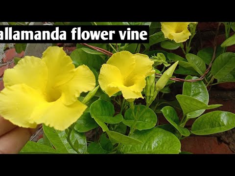 Grow allamanda flower vine with cutting best growing tips in rainy