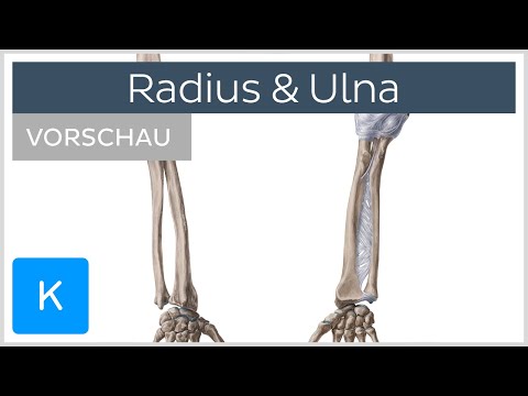 Video: Welcher Knochen in der Unterarmregion liegt auf der Daumenseite?