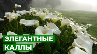 Чем подкормить элегантные КАЛЛЫ? // все СЕКРЕТЫ пересадки и ухода