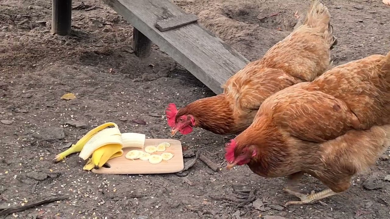 Chickens Eating Bananas YouTube