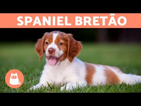 Vídeo: Toda sobre a raça do cão de Spaniel de Brittany
