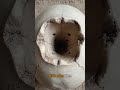 Ice Age Brain Surgery: The 7,000-Year-Old Skull That Rewrote Medicine