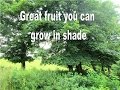 My personal favorite Fruit to Grow in the Shade