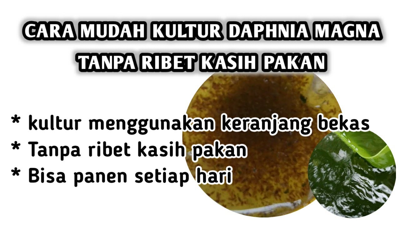 Cara Mudah Kultur Kutu Air (Daphnia Magna) Tanpa Ribet Kasih Pakan By HOBBY IKAN