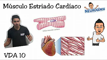 O que são os discos intercalares presentes no músculo cardíaco?
