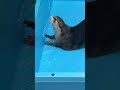 Otter Waits Patiently for Water from the Hose