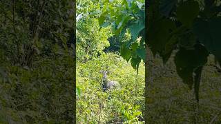 Nilgai😍#beauty #trending #viral #shortsvideo #youtube #shortsviral #shortsfeed  #animals