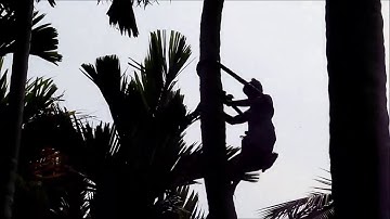 Climbing coconut tree the traditional way