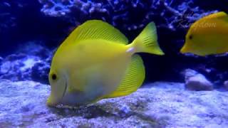 Yellow Tang Surgeonfish (Zebrasoma Flavescens)【4K】 by Animalia Kingdom 607 views 4 years ago 1 minute, 38 seconds