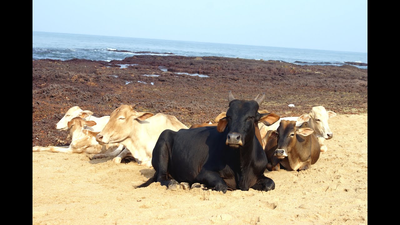 Sacred Cows - India