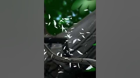 bird exploding