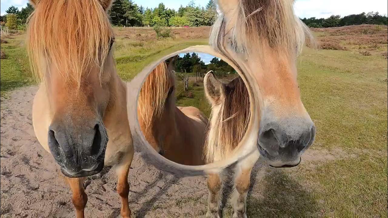kanukasselTV(neu) VAGABUNDENBlut bis an das Ende aller Straßen