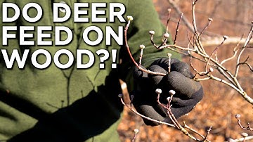 Deer EATING Wood!? | The IMPORTANCE Of High Quality Woody Browse
