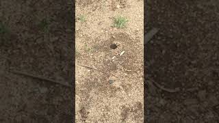 A Bee digging a hole