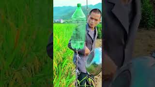 simple way to repel pests from birds in rice fields #farming #shorts