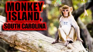 Tattooed Monkeys Inhabit This Secret Island